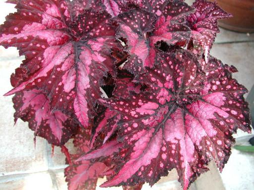 B. ‘Wild Fire’